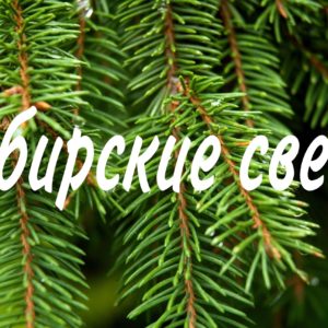 Сибирские восковые свечи