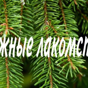Таёжные лакомства