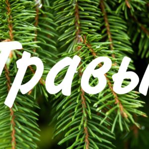 Травы